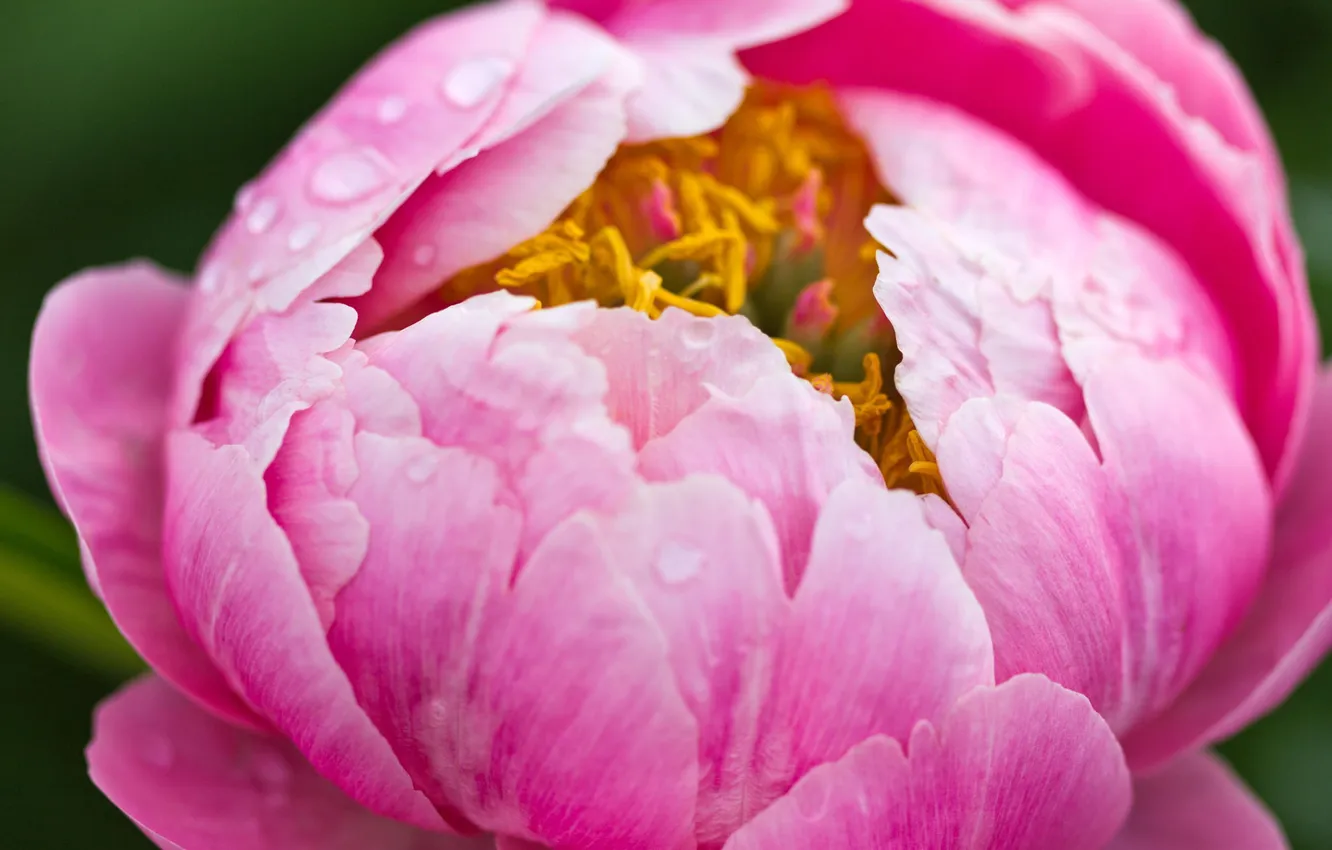 Фото обои цветок, капли, макро, роса, розовый, пион