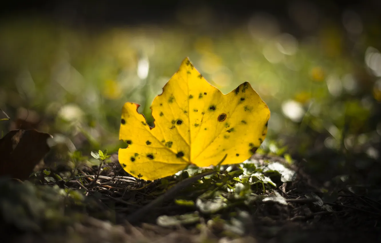 Фото обои желтый, лист, опавший, осенний