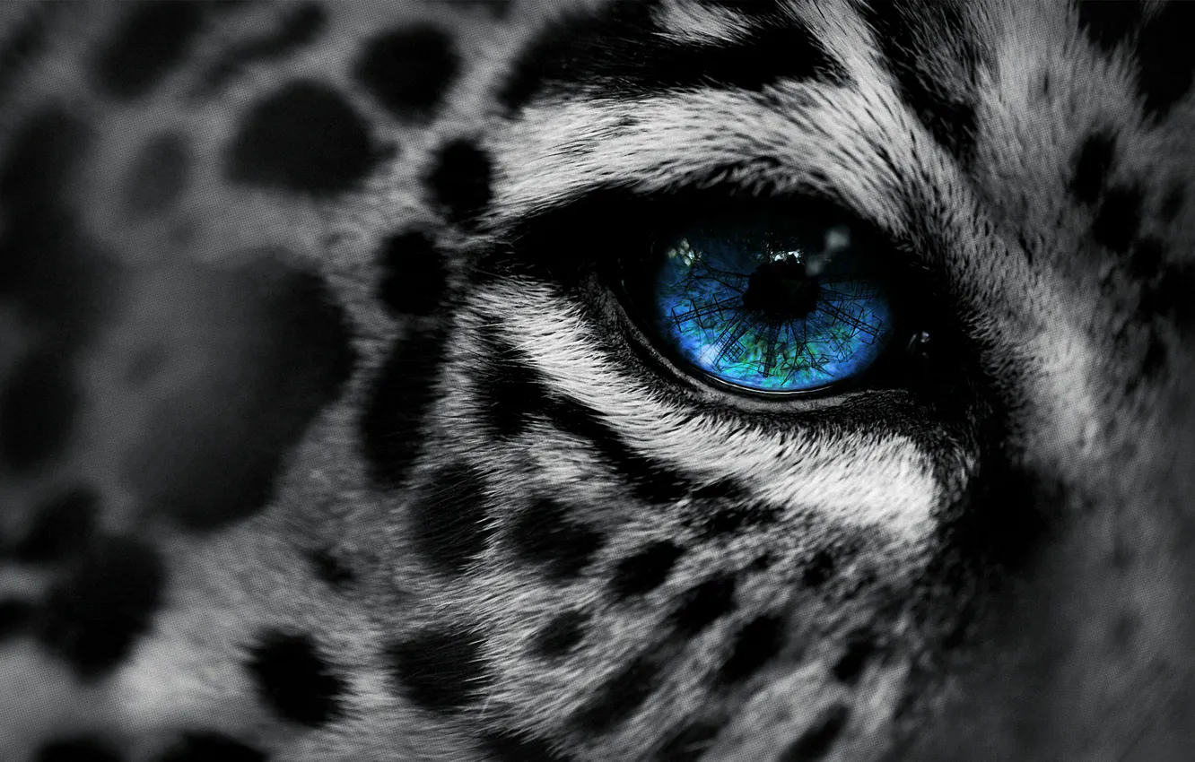 Фото обои макро, глаз, леопард, leopard, eye, Eg-Art