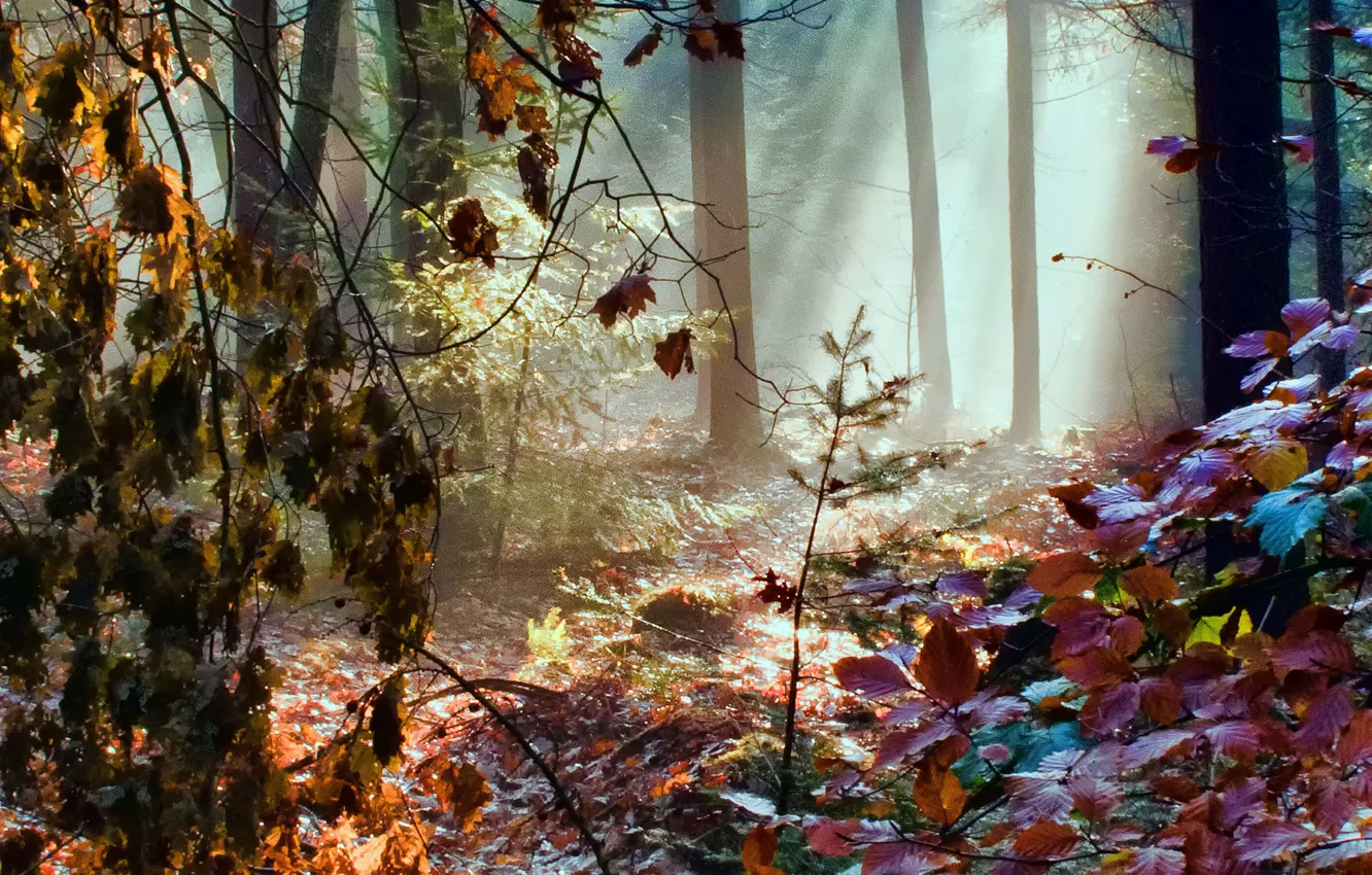 Фото обои осень, лес, листья, лучи, свет, деревья, цвет, радуга