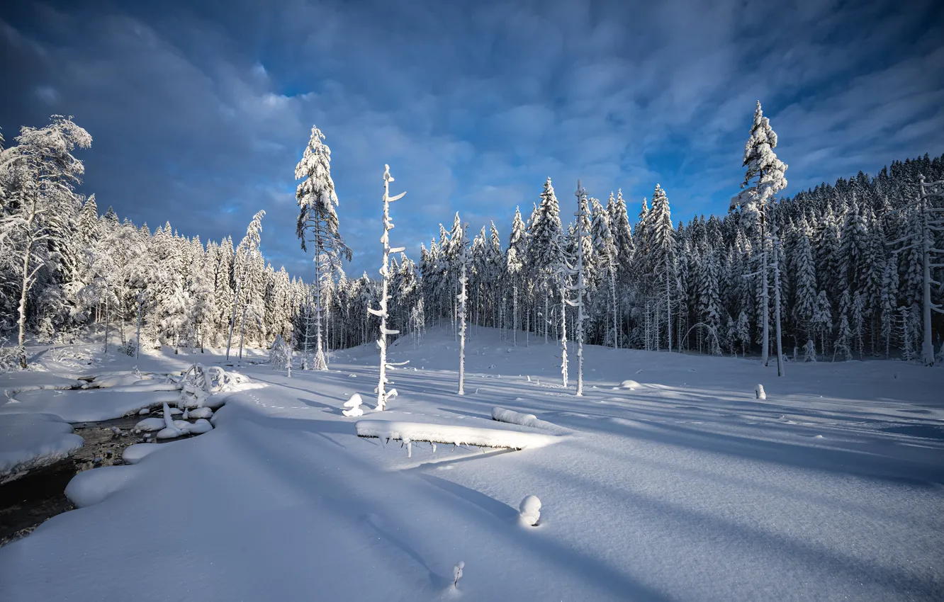 Фото обои зима, лес, снег