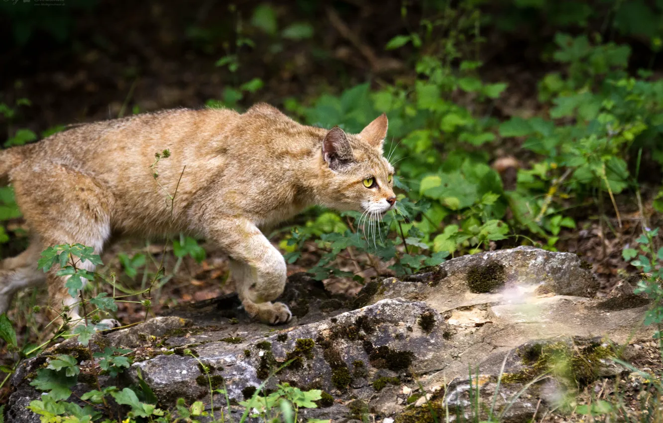 Фото обои кошка, трава, взгляд, камень, дикий, лесной кот