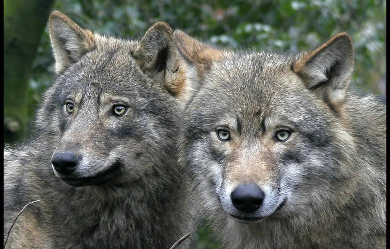 Фото обои nature, Gray Wolf, face, animal, wolf, canis lupus, wildlife, head