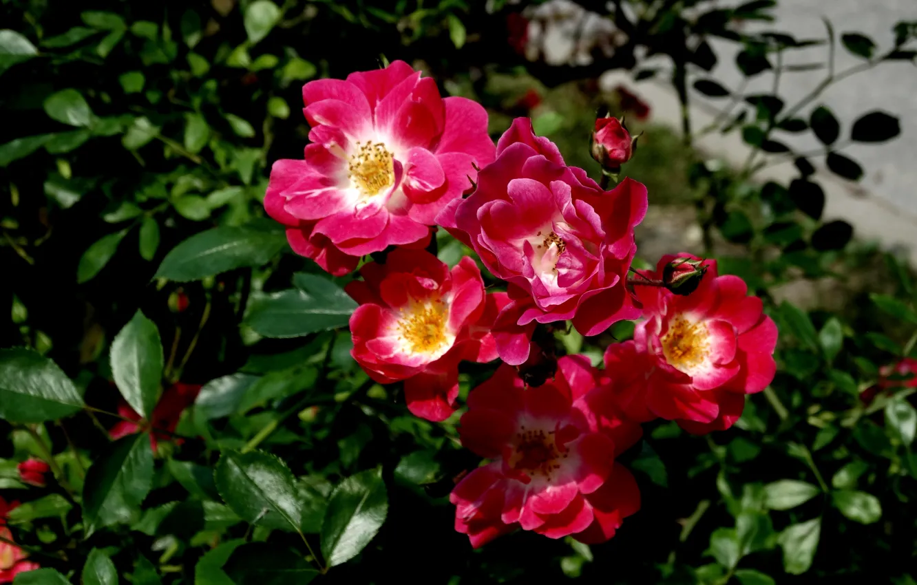 Фото обои red, flower, roses
