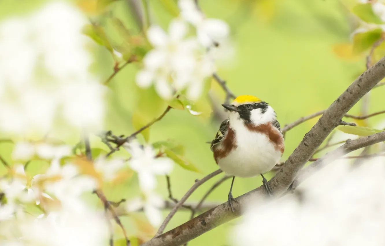 Фото обои ветки, природа, птица, сад, желтошапочный лесной певун