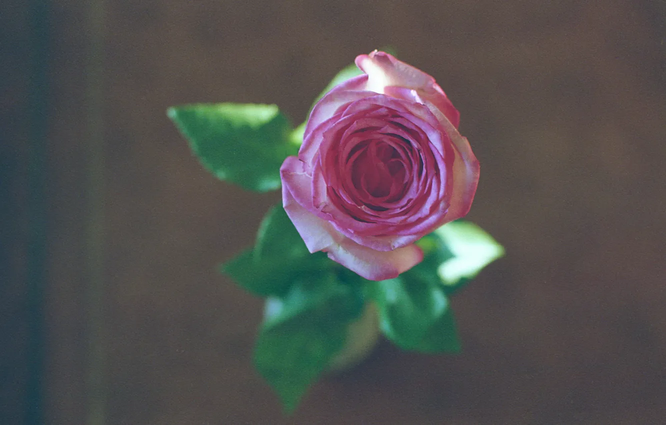 Фото обои цветок, розовая, роза