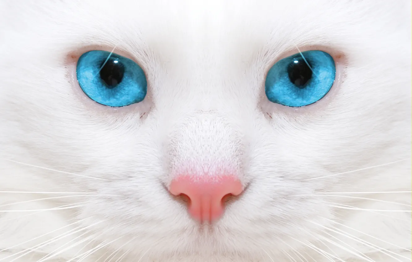 Фото обои макро, котенок, kitten, close up, микро-, micro, beautiful white cat, большие голубые глаза