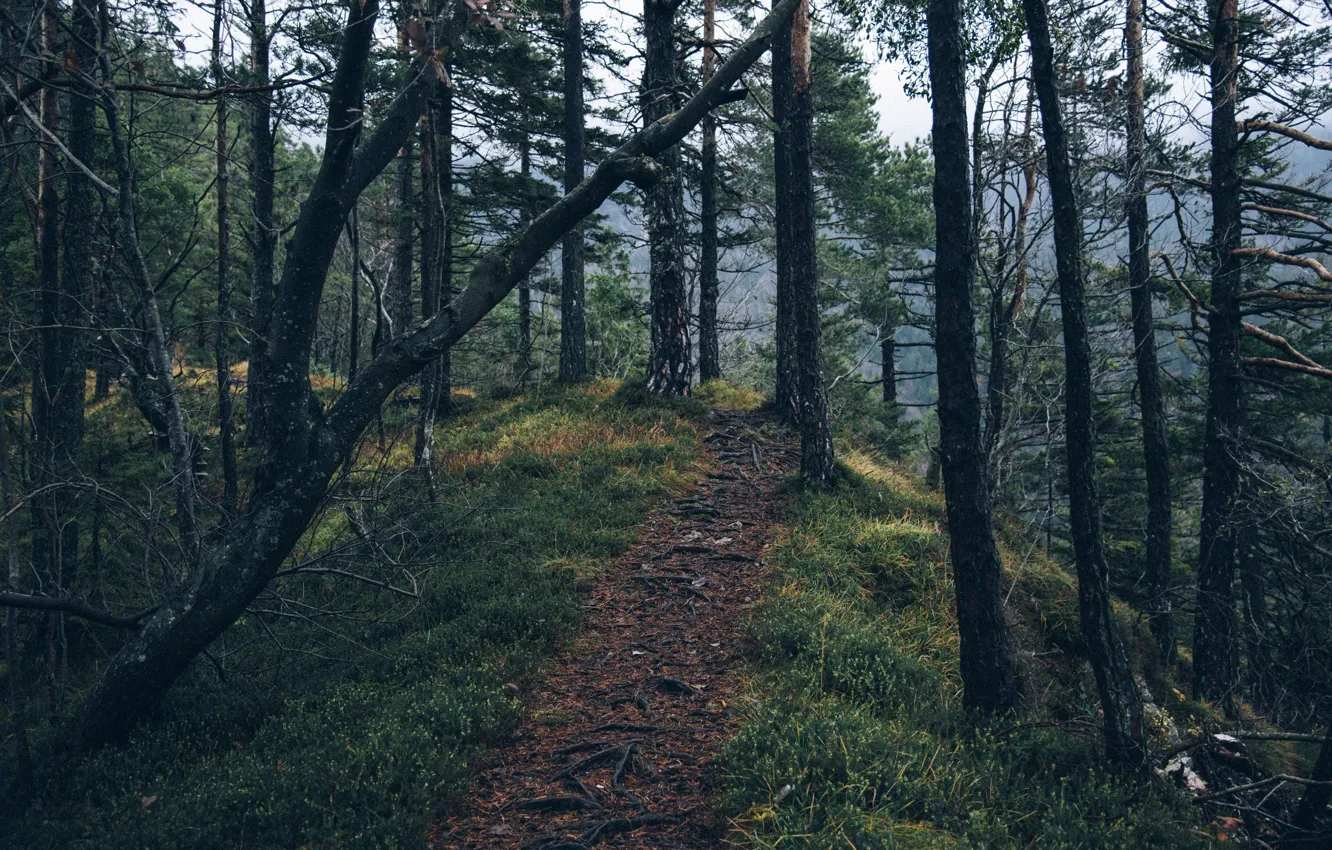 Фото обои forest, trees, nature, path