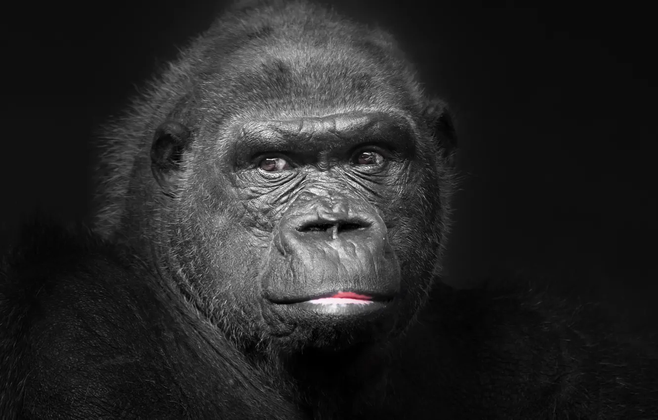 Фото обои портрет, обезьяна, Gorila