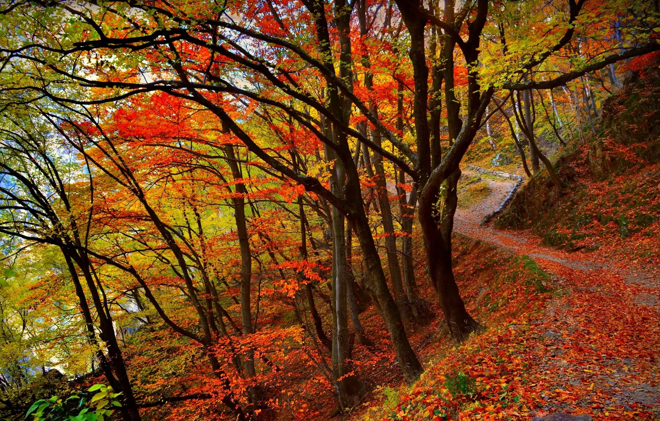 Фото обои осень, лес, деревья, Природа, colors, colorful, forest, листопад