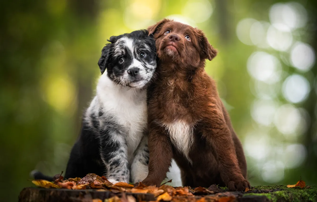Фото обои животные, собаки, листья, природа, щенки, парочка, боке, щенята