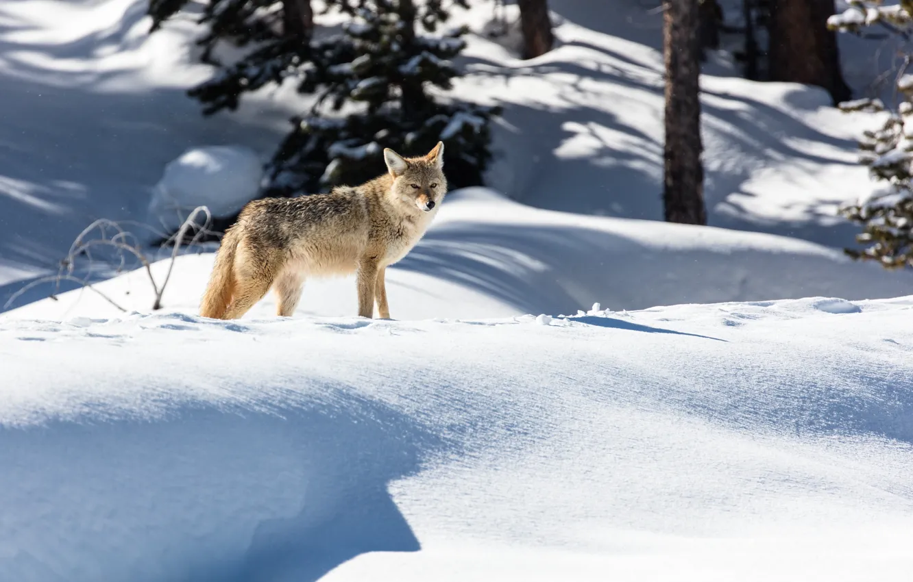 Фото обои зима, лес, снег, природа, волк, хищник, сугробы