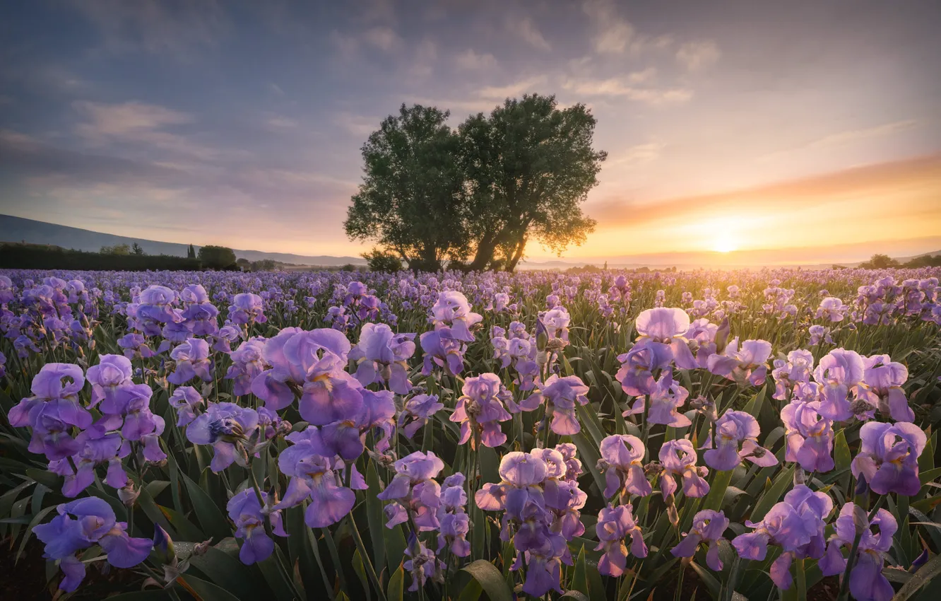 Фото обои поле, небо, солнце, облака, свет, деревья, цветы, рассвет