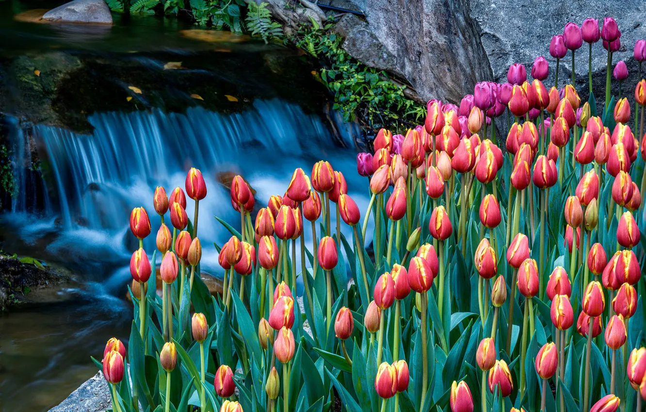 Фото обои вода, цветы, камни, берег, водопад, весна, сад, тюльпаны