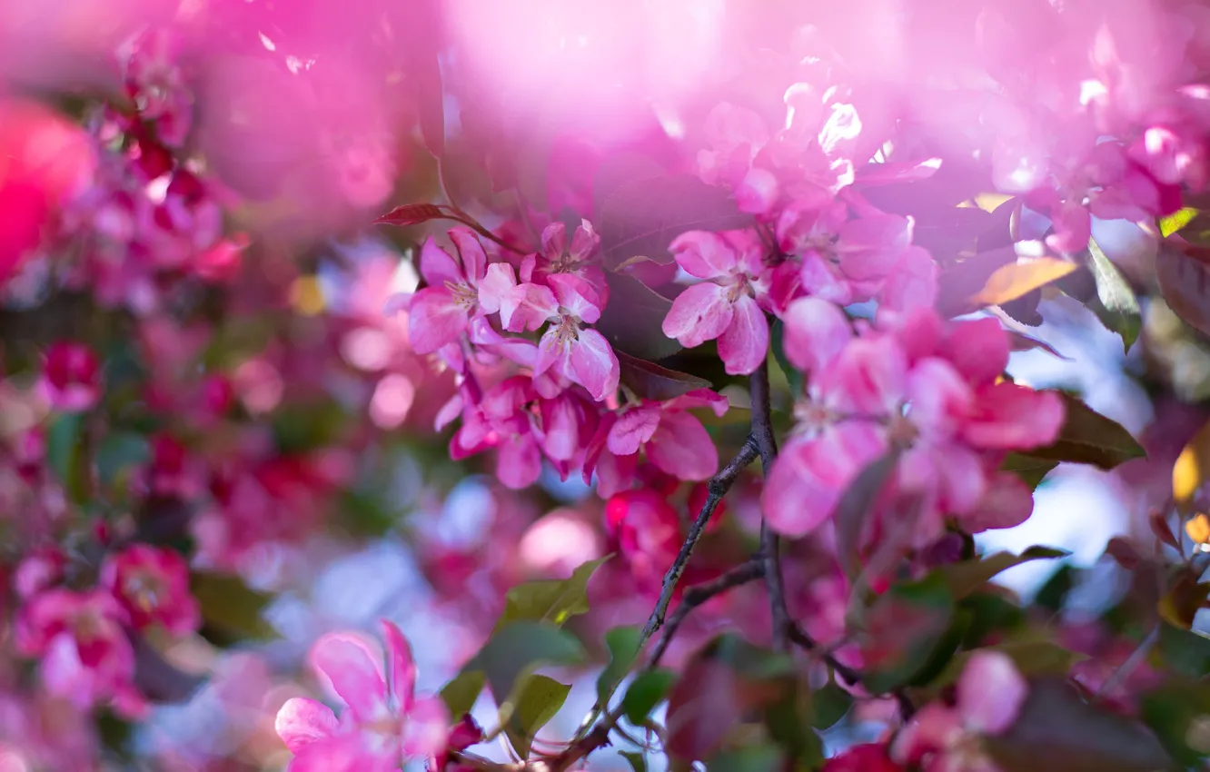 Фото обои листья, цветы, ветки, весна, розовые, яблоня, цветение, боке