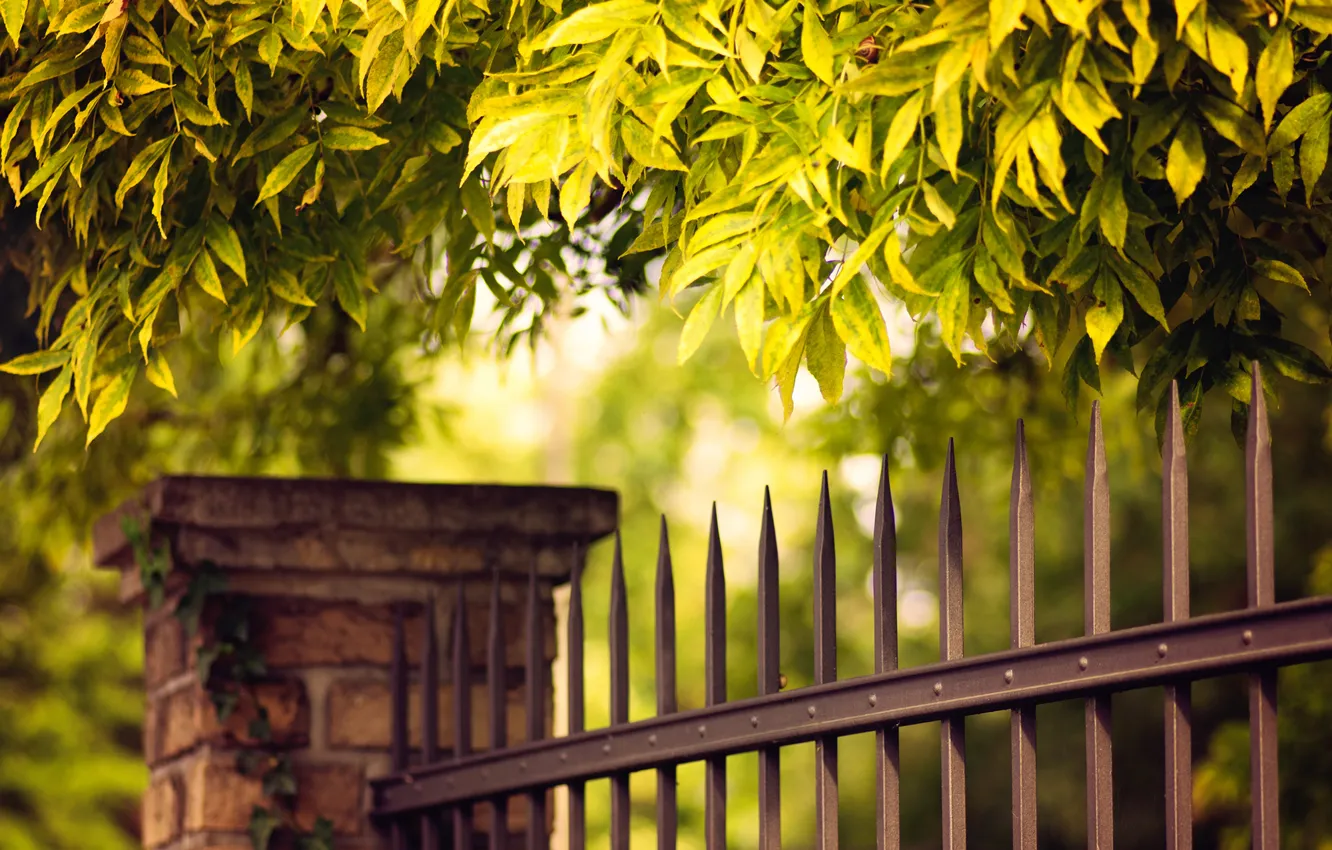 Фото обои листья, дерево, забор, ограда, зеленые, прутья, металлические
