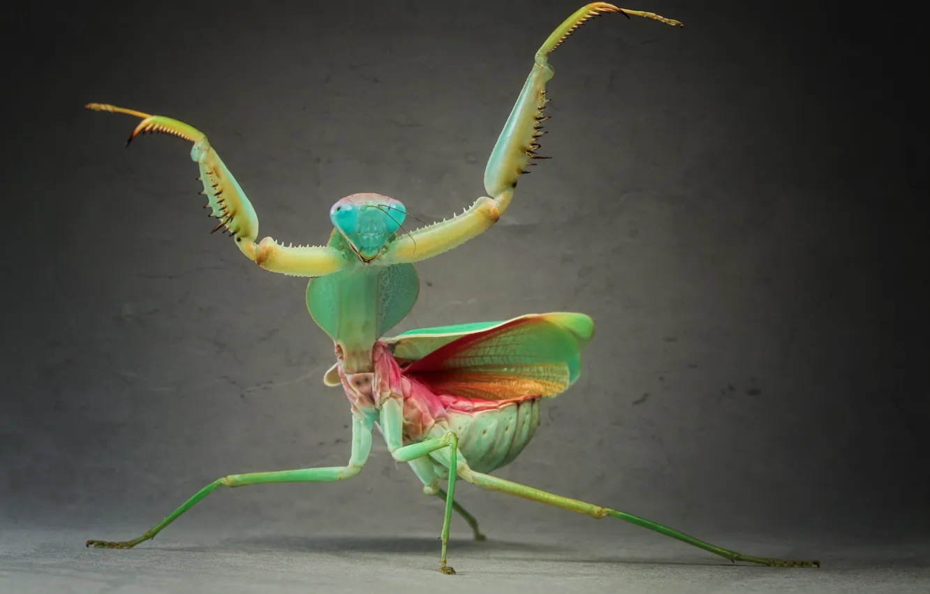 Фото обои green, legs, close-up, wings, animal, head, bug, mantis
