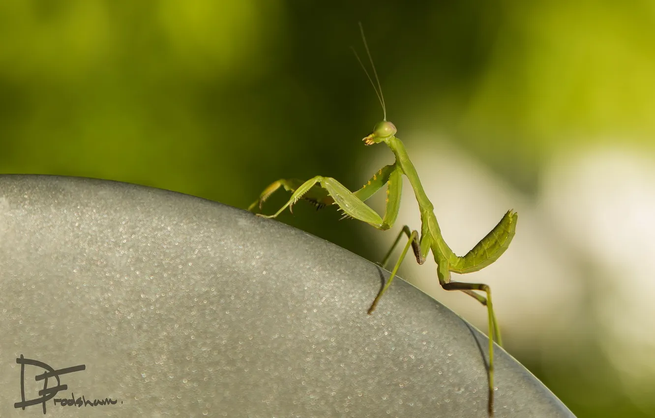 Фото обои природа, фон, mantis