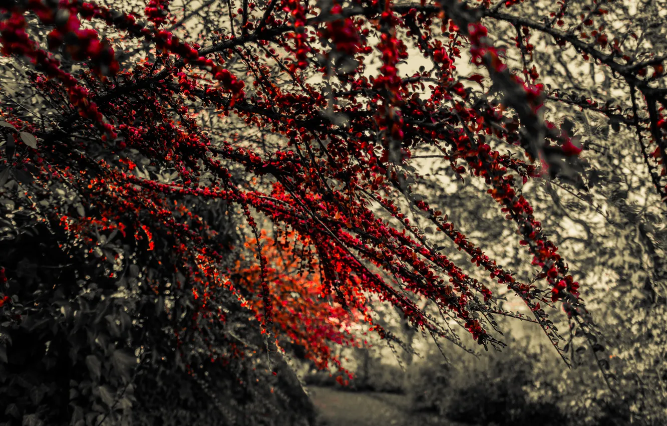 Фото обои Red, Autumn, Black and White, Leaves, Branches, Berries, Fruit