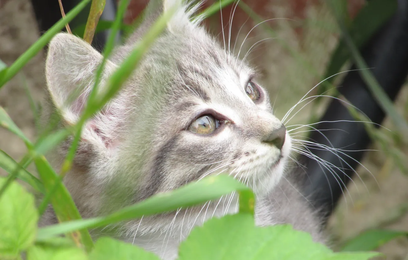 Фото обои кошка, кот, серый, котёнок, grey, cat