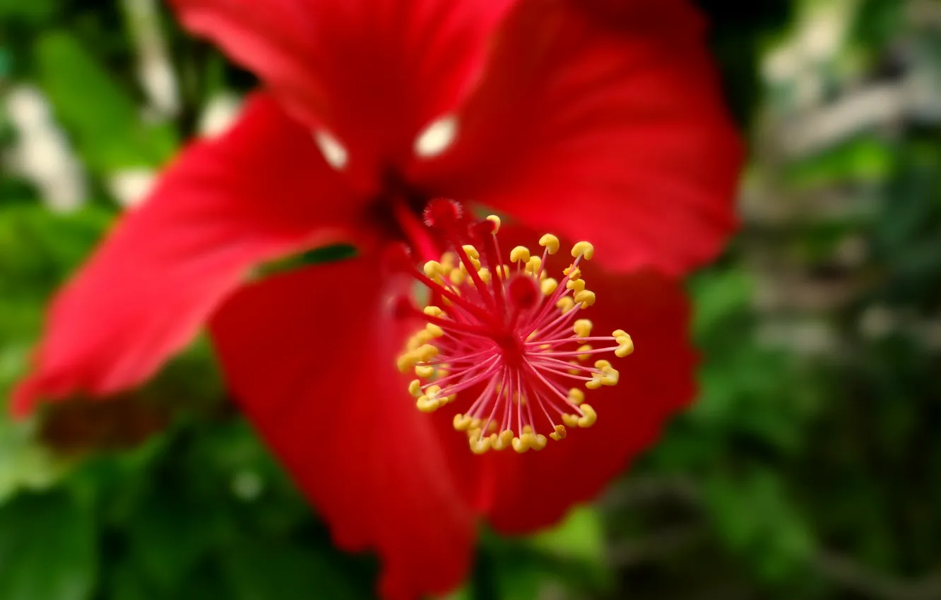 Фото обои макро, macro, delonix regia, Делоникс королевский