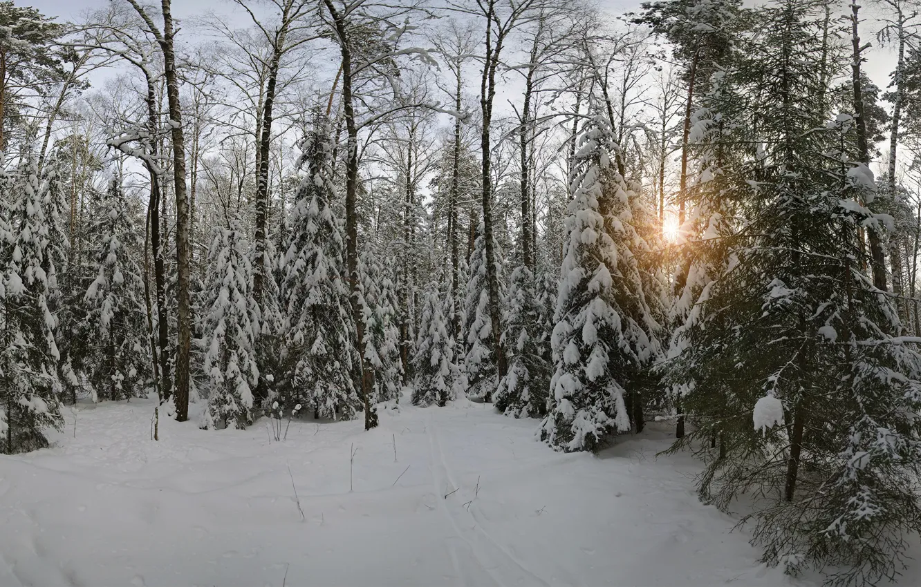 Фото обои зима, снег, природа, Лес, Московская область