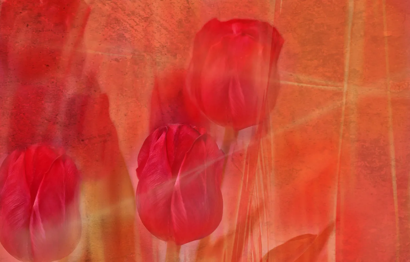 Фото обои линии, цветы, тюльпан, штрих