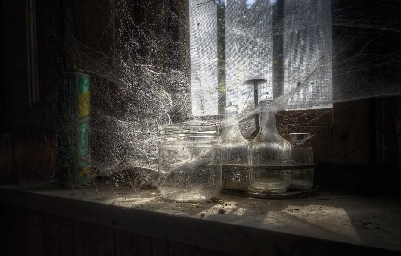 Фото обои паутина, окно, банки, натурализм