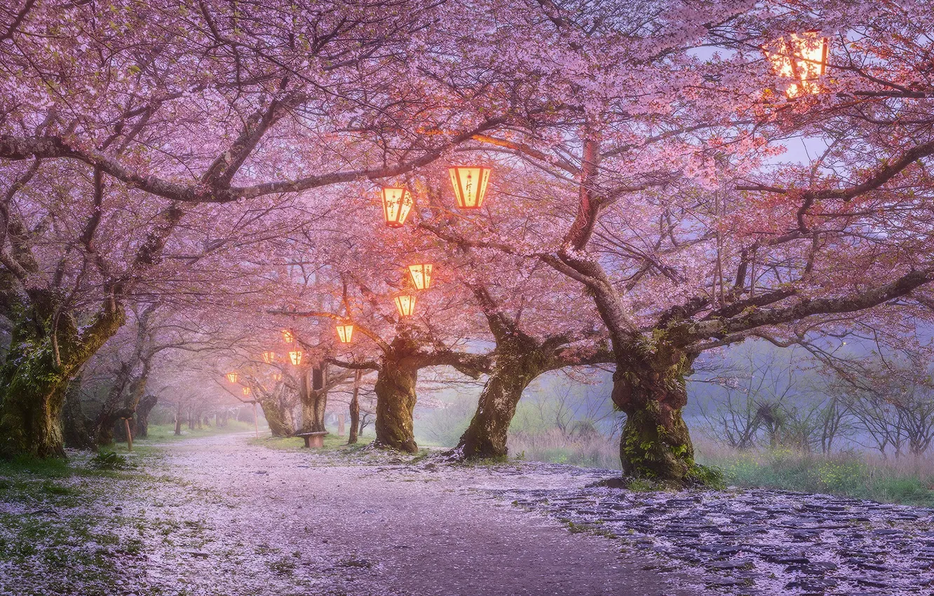 Фото обои деревья, цветы, природа, огни, парк, вечер, Япония, сакура