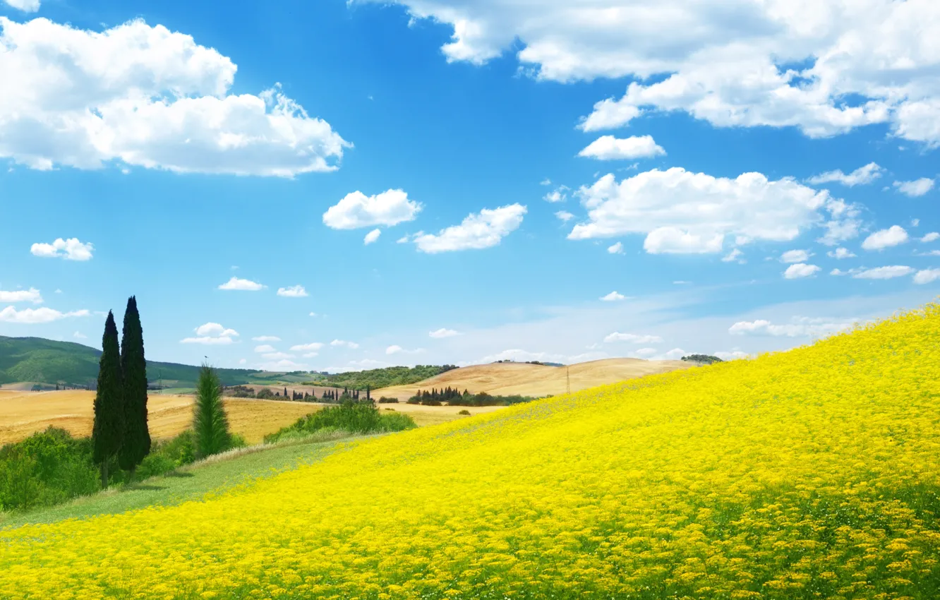 Фото обои поле, цветы, природа, луг, голубое небо
