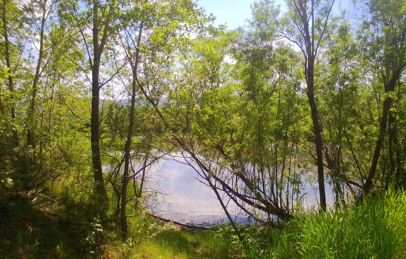 Фото обои зелень, лето, деревья, пруд