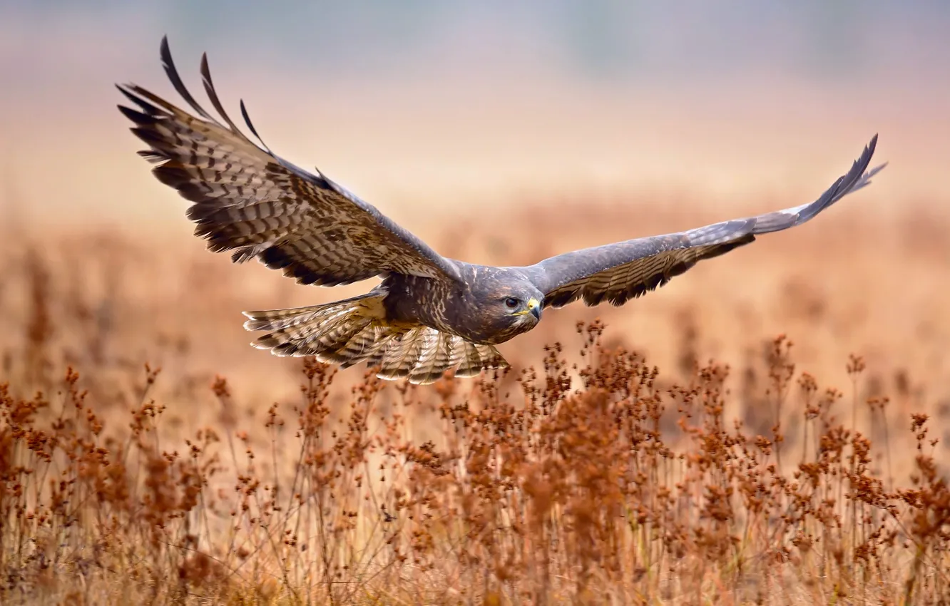 Фото обои поле, полет, птица, охота, Обыкновенный канюк
