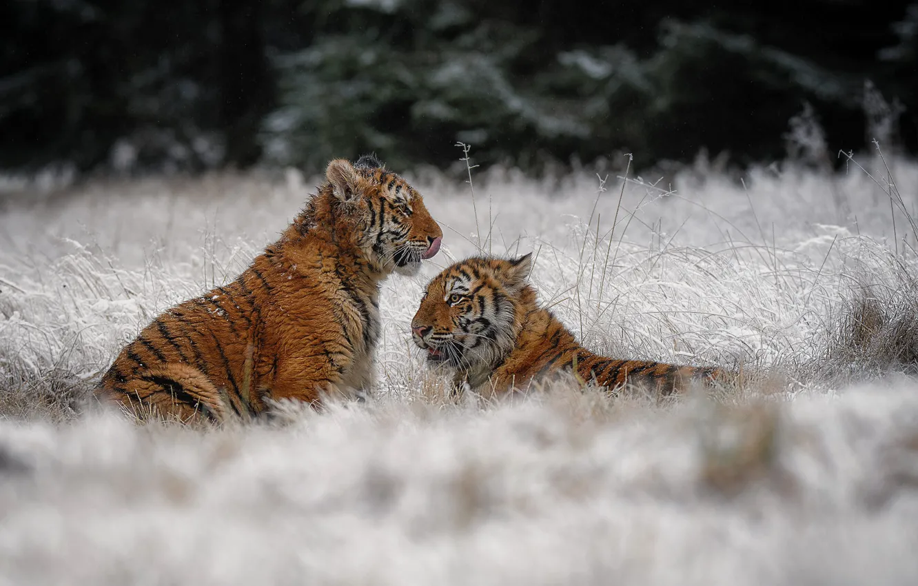 Фото обои зима, иней, трава, снег, природа, тигр, парочка, тигры