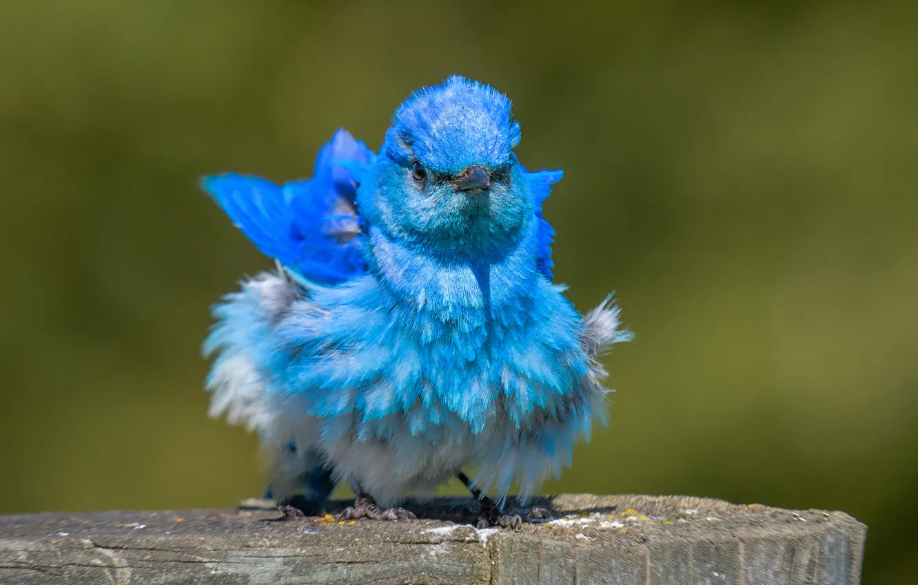 Фото обои птица, Голубая сиалия, взъерошенная