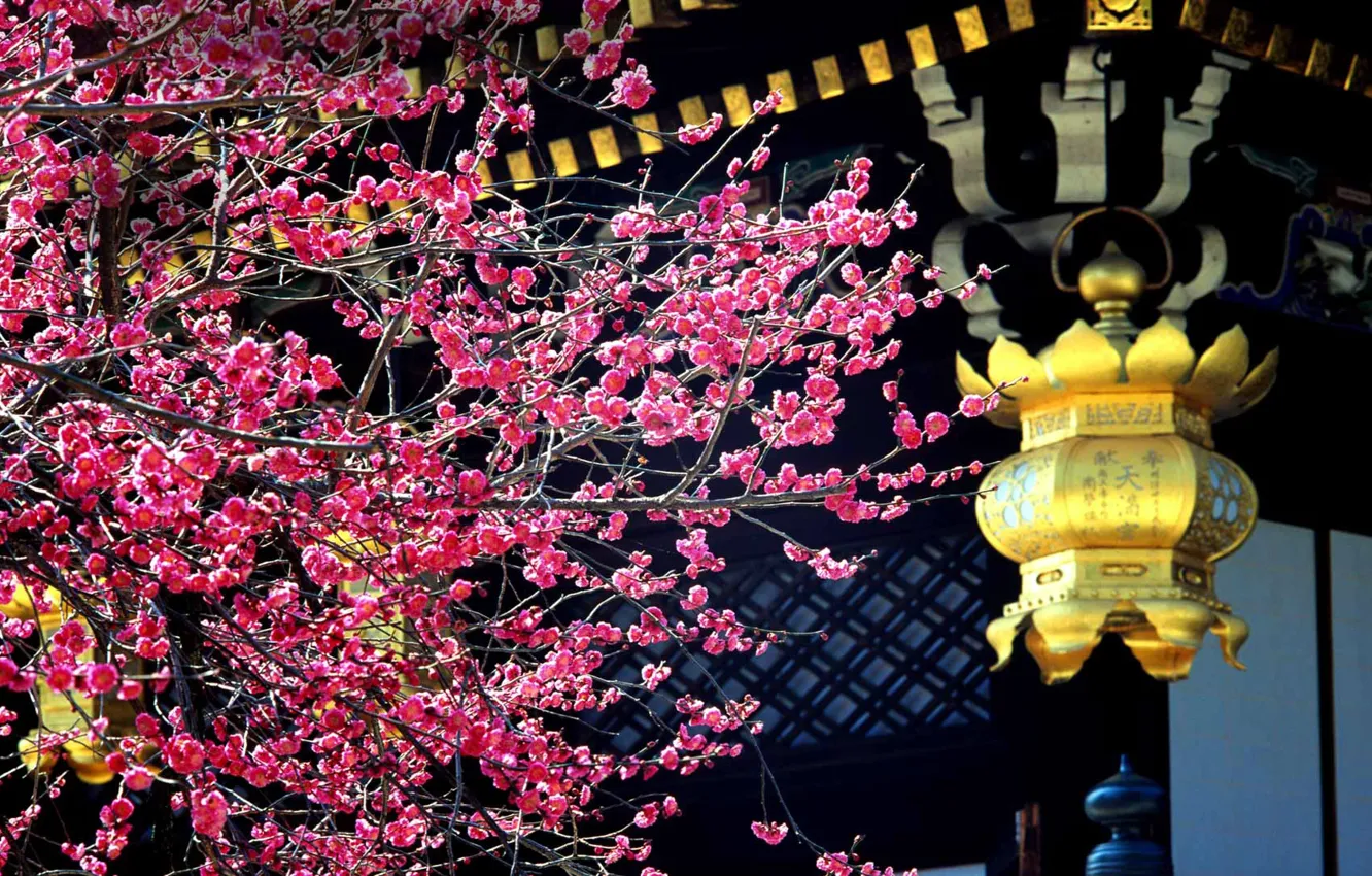 Фото обои дерево, Япония, цветение, слива, Китано-Тэммангу