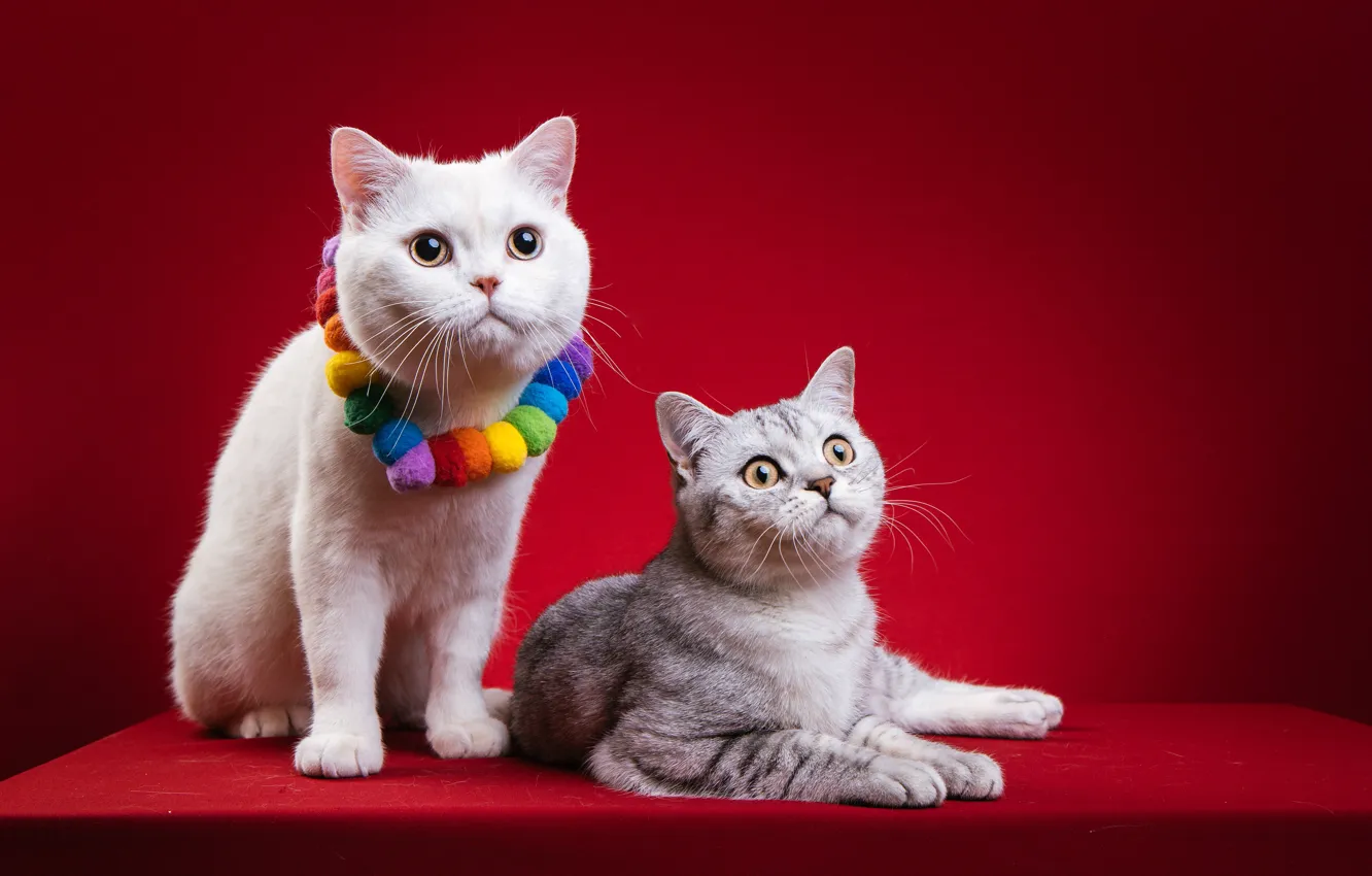 Фото обои кошка, белый, кот, взгляд, украшения, серый, две, пара