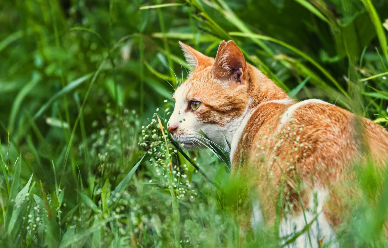 Фото обои зелень, кошка, лето, трава, кот, взгляд, морда, фон