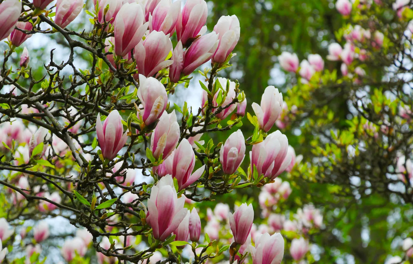 Фото обои flower, spring, magnolia, twigs