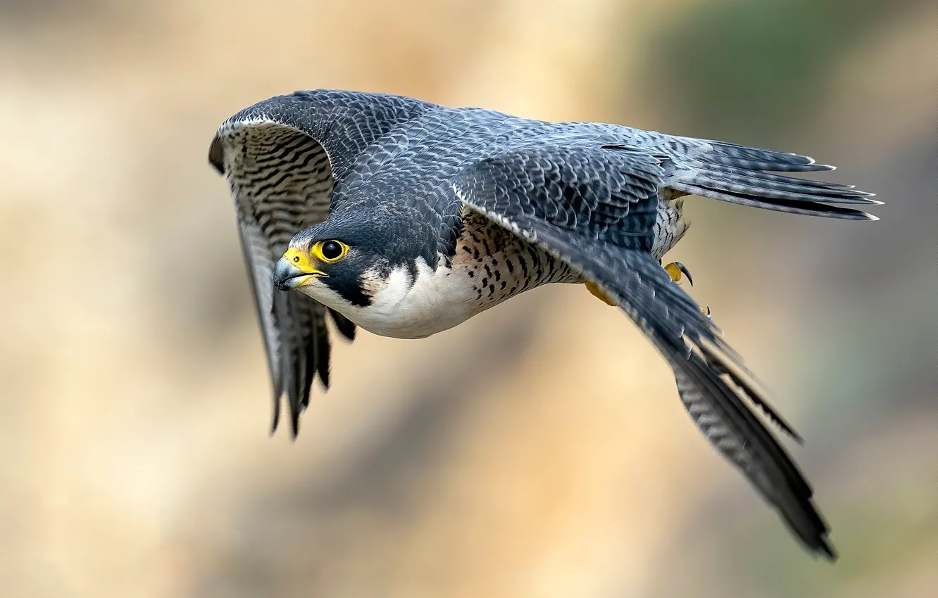 Фото обои flying, bird, predator, hunter, peregrine falcon