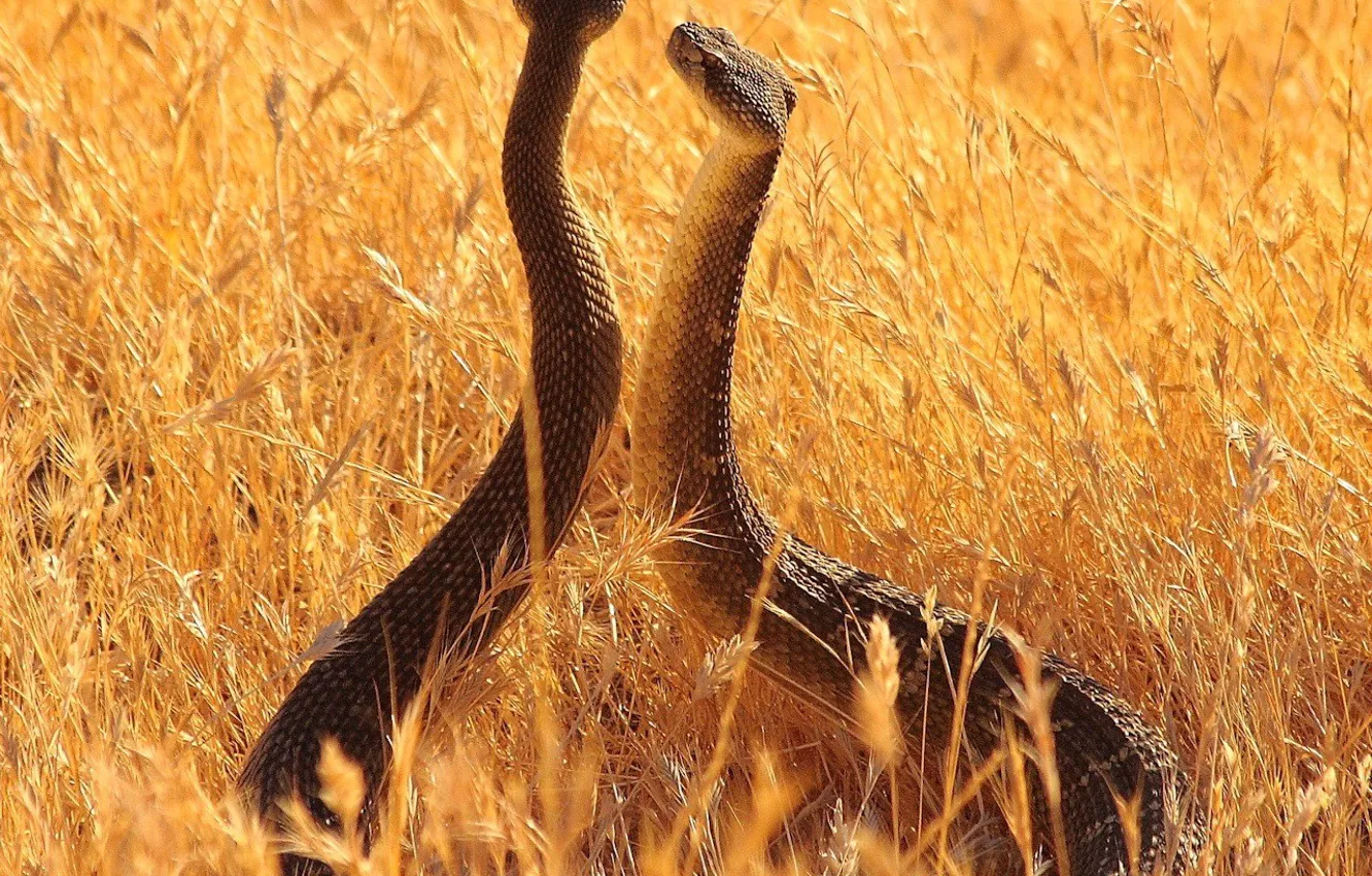 Фото обои животные, змеи, лето, longhorn, небо, трава, vista