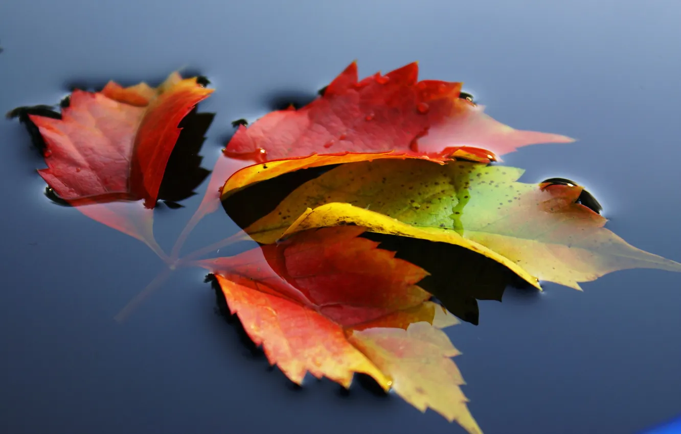 Фото обои осень, листья, вода, природа