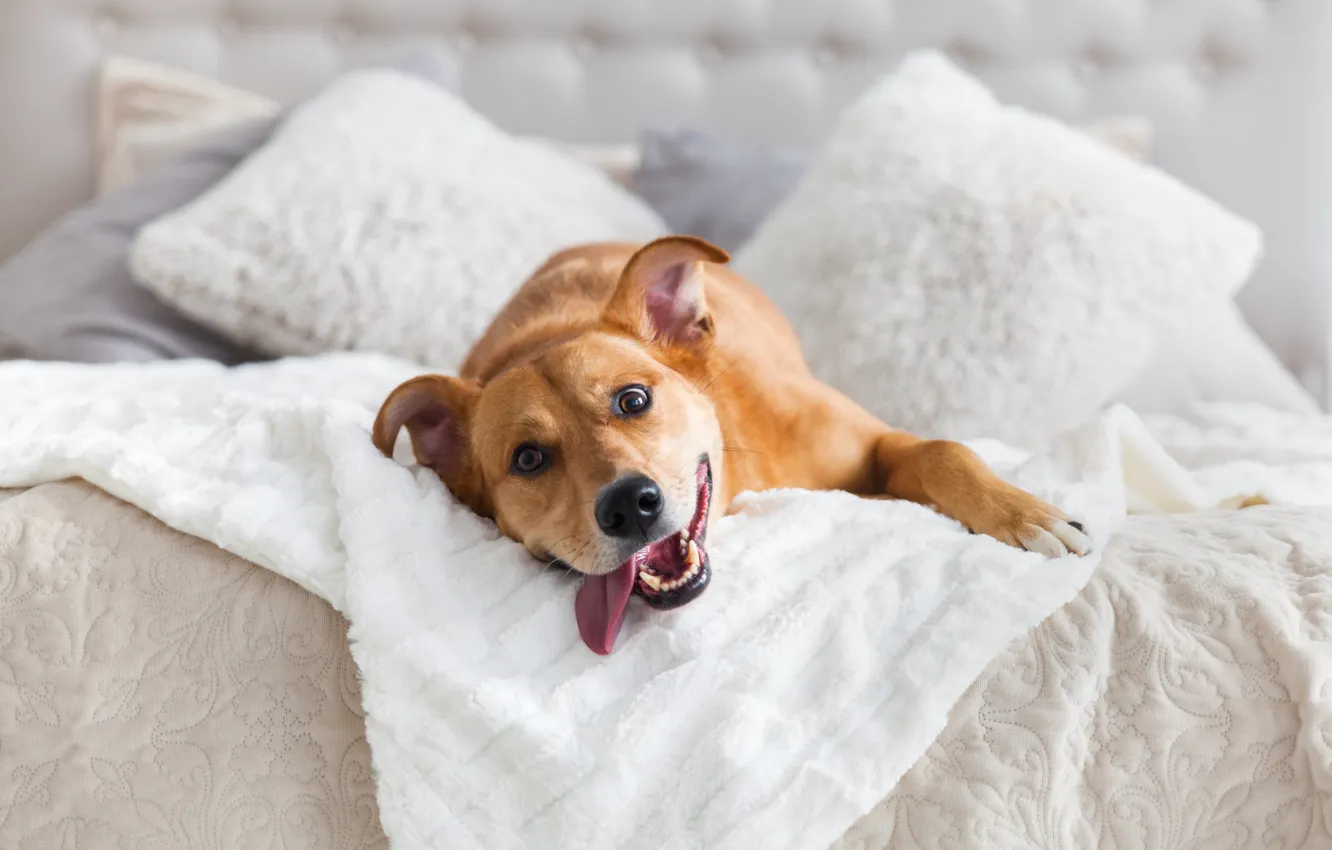 Фото обои look, bed, joy, tongue