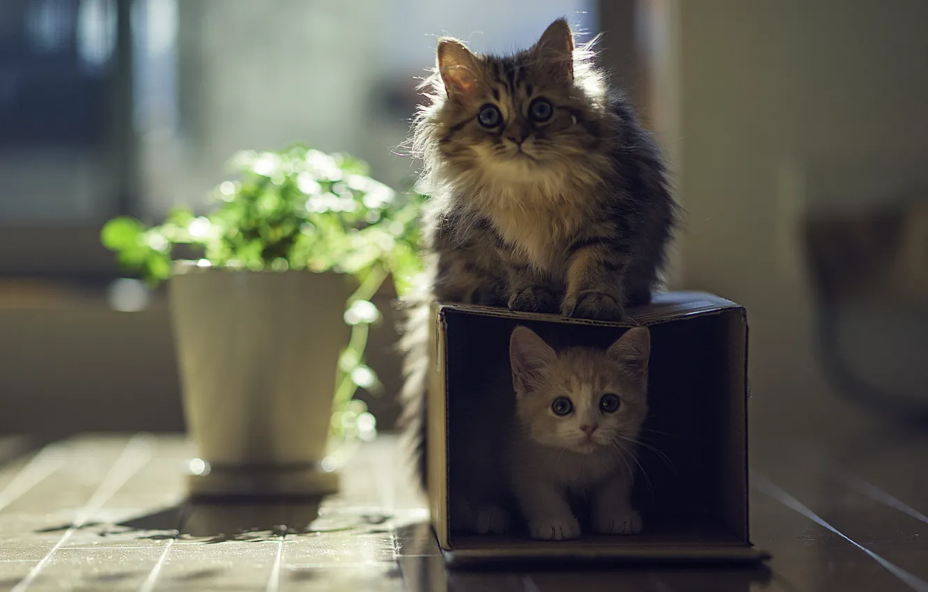 Фото обои солнце, кошки, дом, коробка, растение, котята, Daisy, Ben Torode