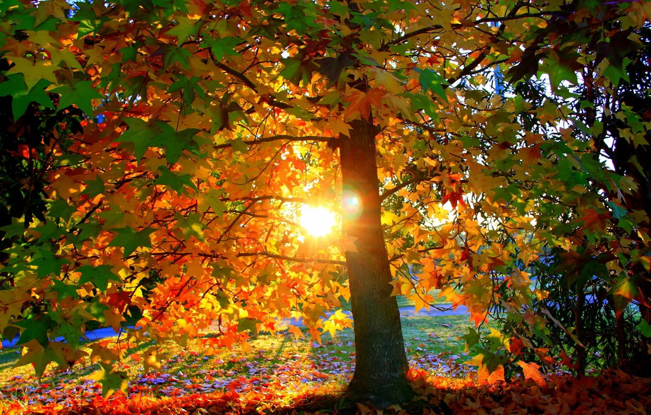 Фото обои осень, листья, солнце, свет, закат, парк, дерево, листва