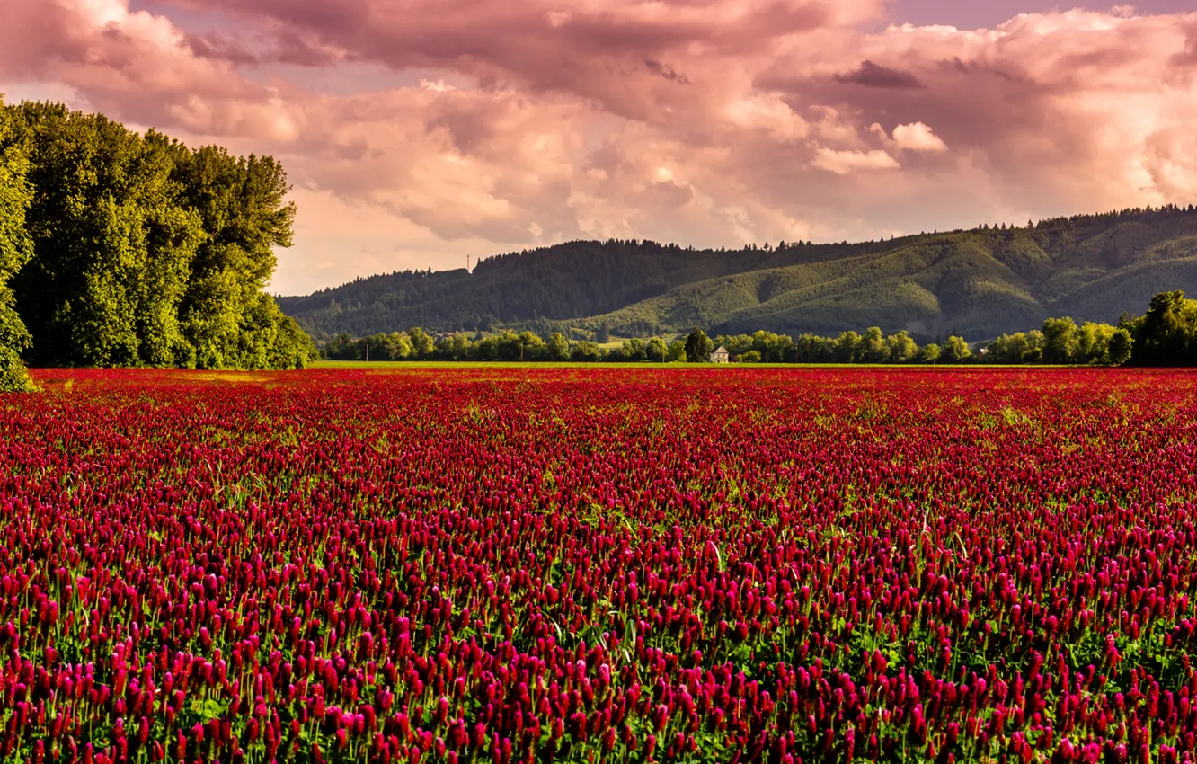 Фото обои поле, дом, холм, house, поле цветов, field, hill, field of flowers