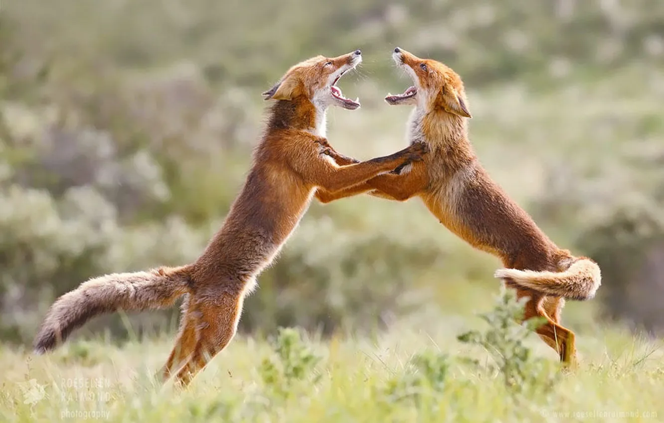 Фото обои fox, animals, dance, wildlife, foxes, fox trot
