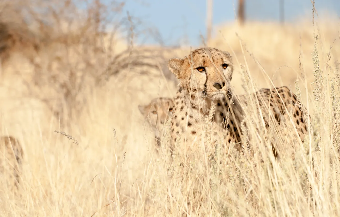 Фото обои трава, взгляд, хищник, гепард, наблюдение, cheetah