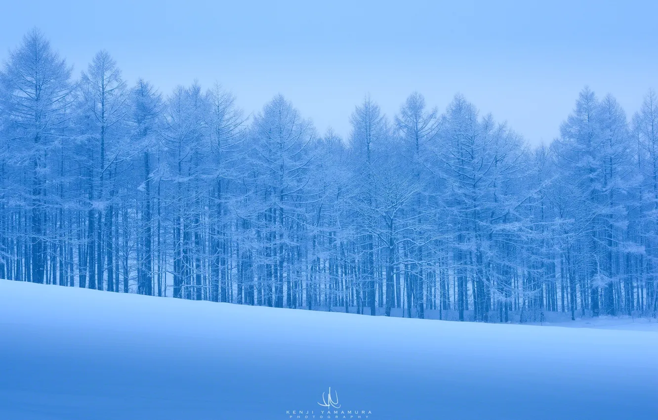 Фото обои холод, снег, деревья, мороз, photographer, Kenji Yamamura