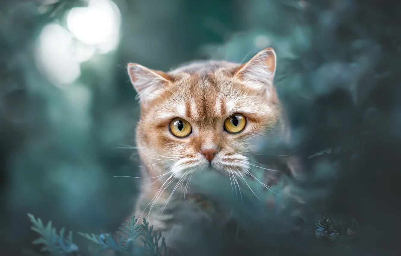Фото обои кошка, кот, взгляд, поза, мордашка