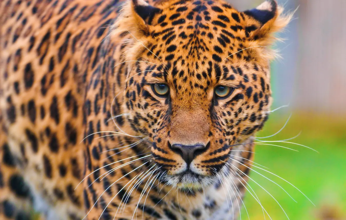 Фото обои морда, обои, леопард, стоит, leopard, смотрит, красивый, пятнистый